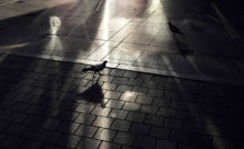 鳩